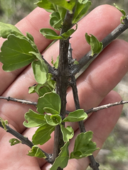 Citharexylum flabellifolium