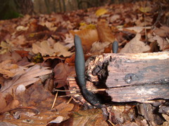 Xylaria longipes