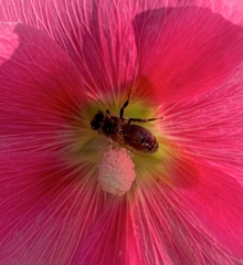 Apis mellifera