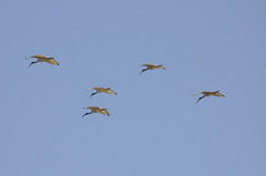 Threskiornis aethiopicus