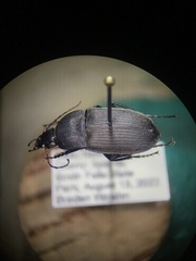 Chlaenius tomentosus