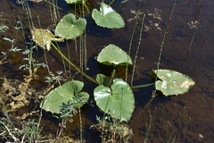 Nuphar polysepala