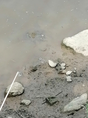 Charadrius hiaticula