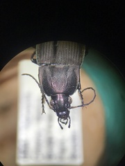 Chlaenius tomentosus