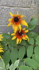 Rudbeckia
