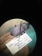 Chlaenius tomentosus