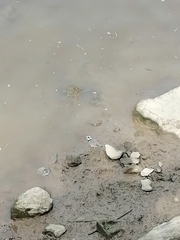 Charadrius hiaticula