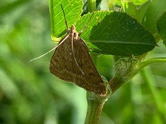 Achyra rantalis