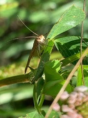 Achyra rantalis