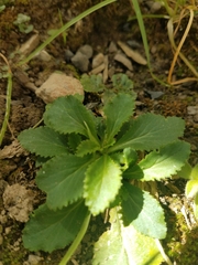 Packera obovata