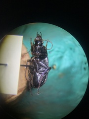 Chlaenius tomentosus