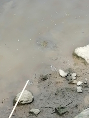 Charadrius hiaticula