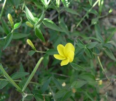 Haplophyton crooksii