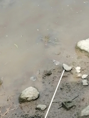 Charadrius hiaticula