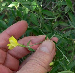 Haplophyton crooksii