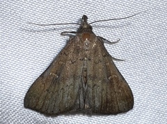 Hypenula cacuminalis