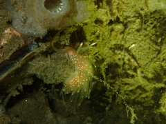Facelina bostoniensis