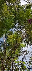 Jacaranda caucana