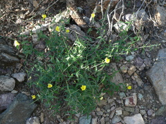 Haplophyton crooksii