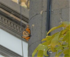 Danaus plexippus plexippus
