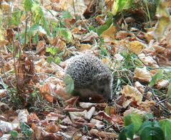 Erinaceus