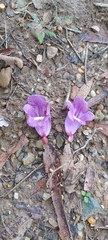 Jacaranda caucana