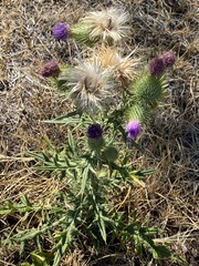 Cirsium vulgare