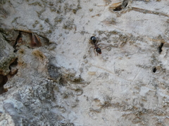 Dolichoderus quadripunctatus