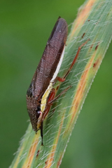 Homalodisca insolita