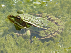Pelophylax lessonae