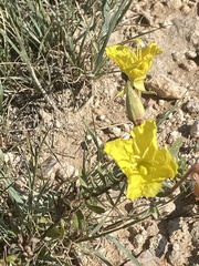 Oenothera serrulata