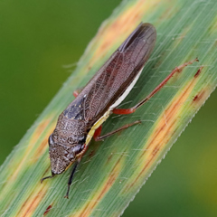 Homalodisca insolita