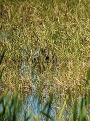 Emydoidea blandingii