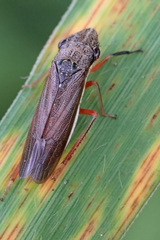 Homalodisca insolita