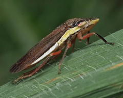 Homalodisca insolita