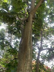Artocarpus altilis