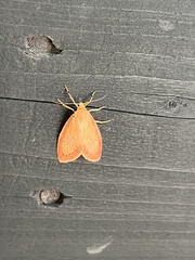 Miltochrista miniata