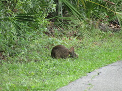 Sylvilagus palustris