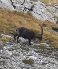 Capra ibex