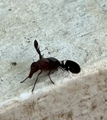Delphinia picta