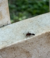 Delphinia picta
