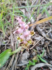 Lachenalia mutabilis