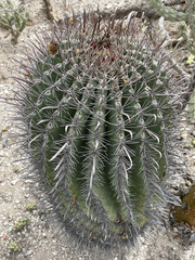 Ferocactus townsendianus