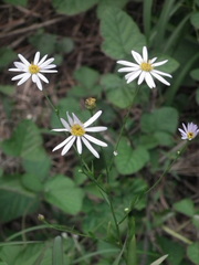 Aster lautureanus