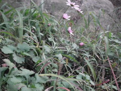 Chrysanthemum chanetii