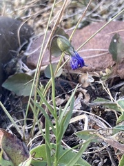 Campanula alaskana