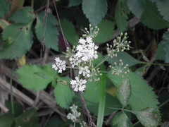 Angelica polymorpha