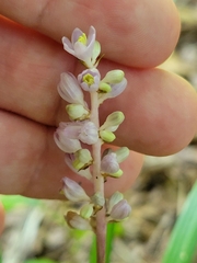 Liriope spicata