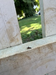 Delphinia picta