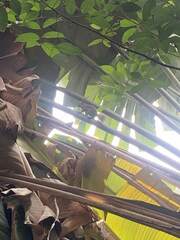 Callosciurus notatus